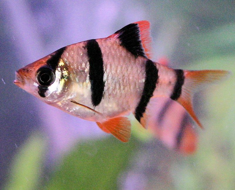 Tiger Barb red fin BARB Danaqua Live Fish & More