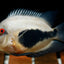 Uaru cichlid (triangle cichlid) 5"-6" AMERICAN CICHLID Danaqua Live Fish & More