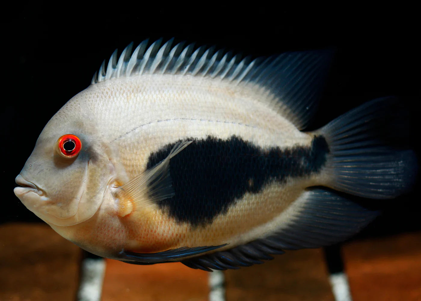 Uaru cichlid (triangle cichlid) 5"-6" AMERICAN CICHLID Danaqua Live Fish & More