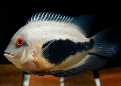 Uaru cichlid (triangle cichlid) 5"-6" AMERICAN CICHLID Danaqua Live Fish & More