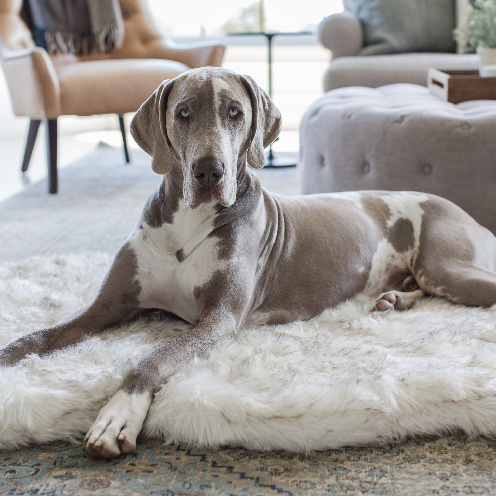 PupRug by Paw.com® Faux Fur Orthopedic Dog Bed - Curve White with Brown Accents Dog Beds Paw.com