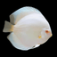 Snow White Discus (Symphysodon sp.) 4" DISCUS Danaqua Live Fish & More