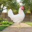 White Leghorn Chicks – Buy 10 + 5 Bonus Free (15 All-Female, Shipping Included) Az Chickens