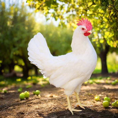 White Leghorn Chicks – Buy 10 + 5 Bonus Free (15 All-Female, Shipping Included) Az Chickens