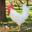 White Leghorn Chicks – Buy 10 + 5 Bonus Free (15 All-Female, Shipping Included) Az Chickens