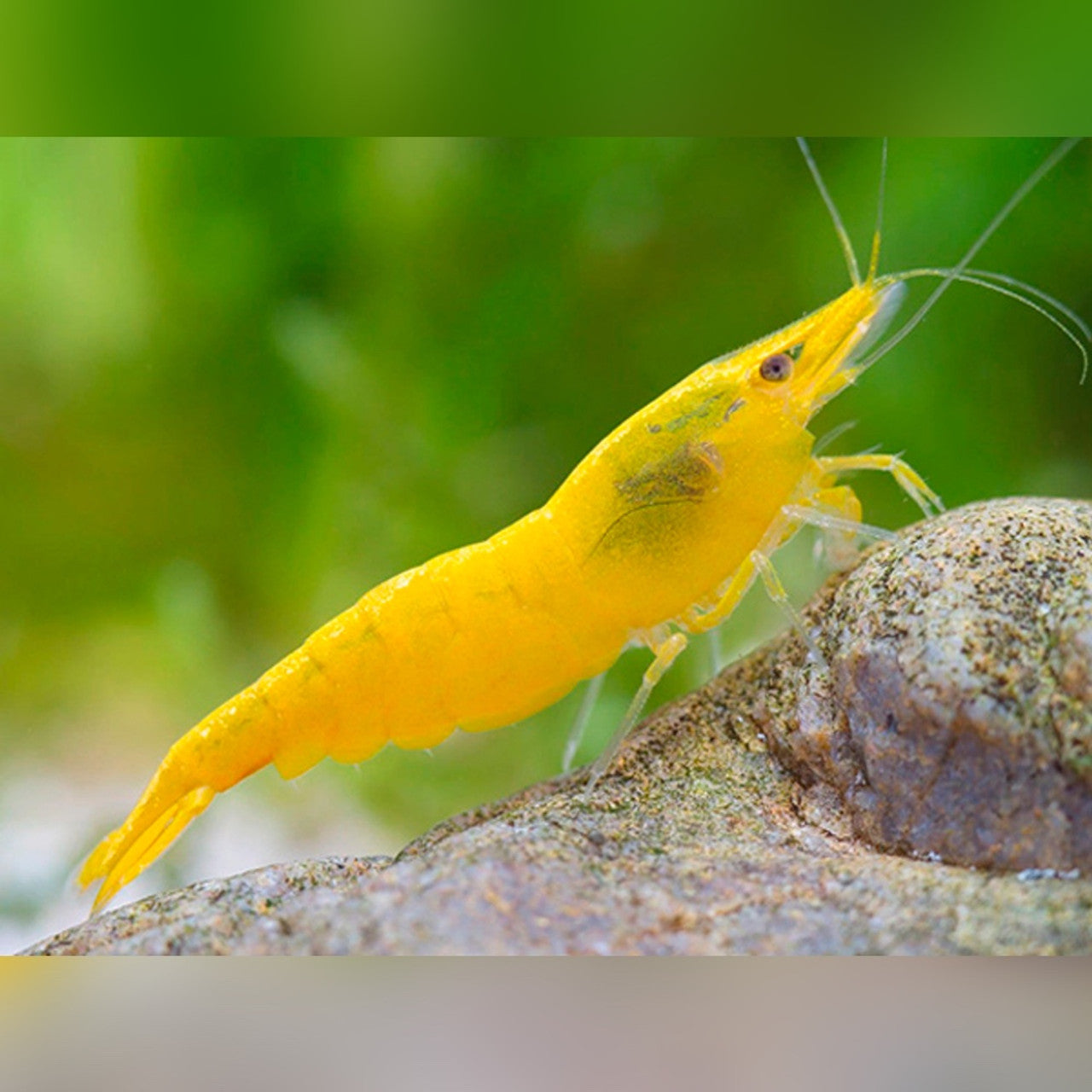 Yellow shrimp SHRIMP Danaqua Live Fish & More