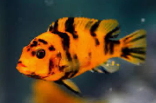 Zebra OB Cichlid AFRICAN CICHLIDS Danaqua Live Fish & More