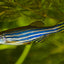 Zebra Danios ZEBRA REGULAR DANIO Danaqua Live Fish & More