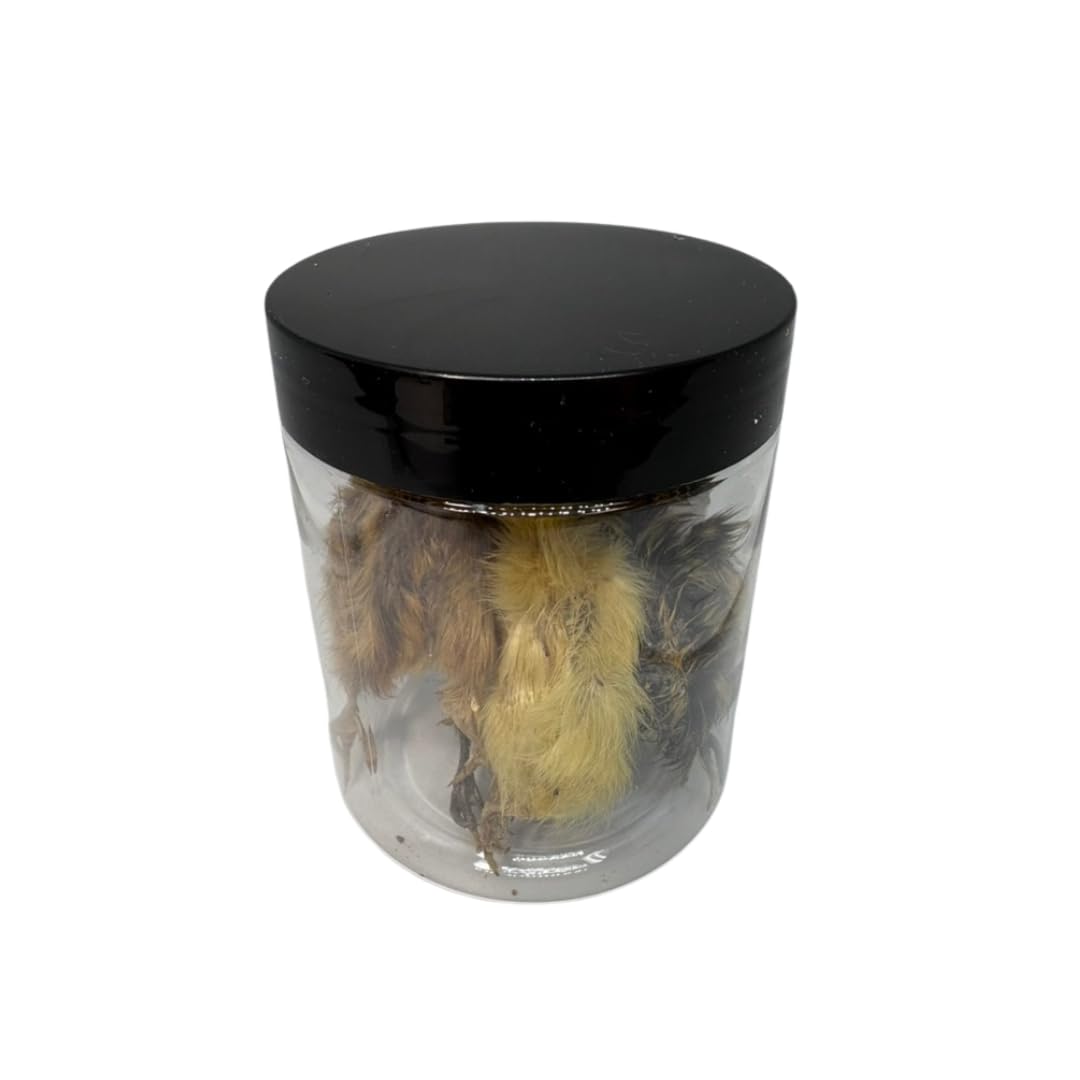 Whole Quail for Carnivore Pets - Premium Quality Natural Pet Treats Quail - Natural Prey Feeding Quail - Freeze-Dried for Essential Nutrients and Enzymes Small Size 5 Count Quailz.com by Undique LLC