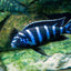 Demasoni cichlids AFRICAN CICHLIDS Danaqua Live Fish & More
