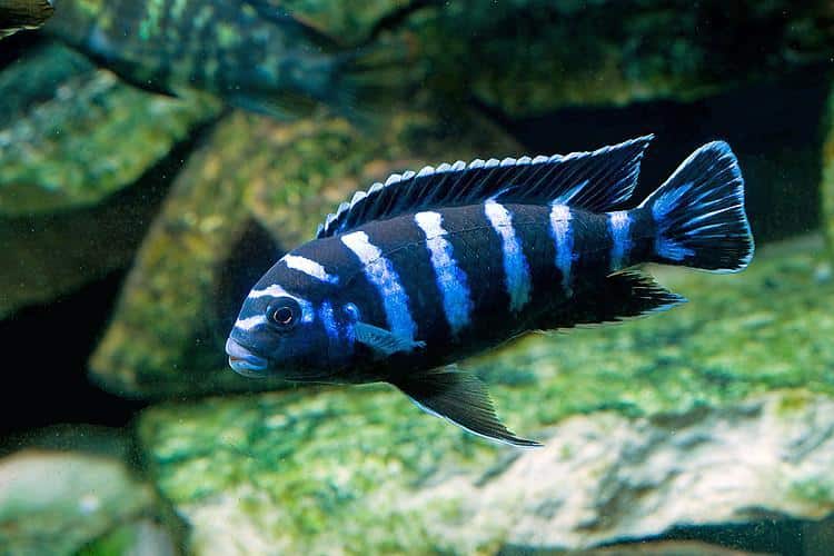 Demasoni cichlids AFRICAN CICHLIDS Danaqua Live Fish & More