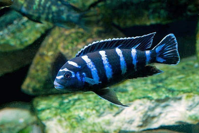 Demasoni cichlids AFRICAN CICHLIDS Danaqua Live Fish & More