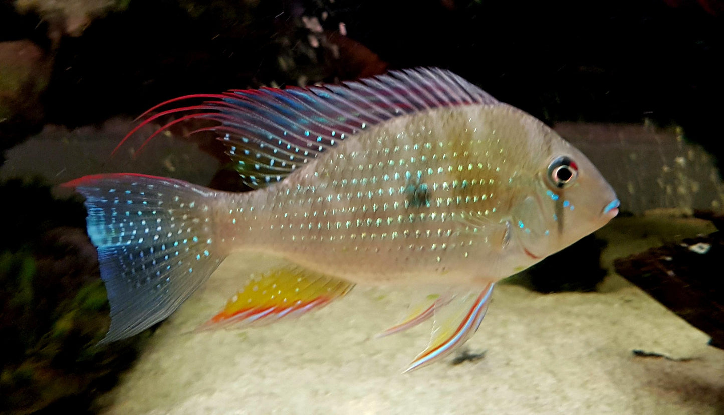 Geophagus heckelii ( Threadfin Acara or Heckelii Threadfin) MEDIUM AMERICAN CICHLID Danaqua Live Fish & More
