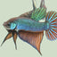 Wild bettas Type (Male) BETTA Danaqua Live Fish & More