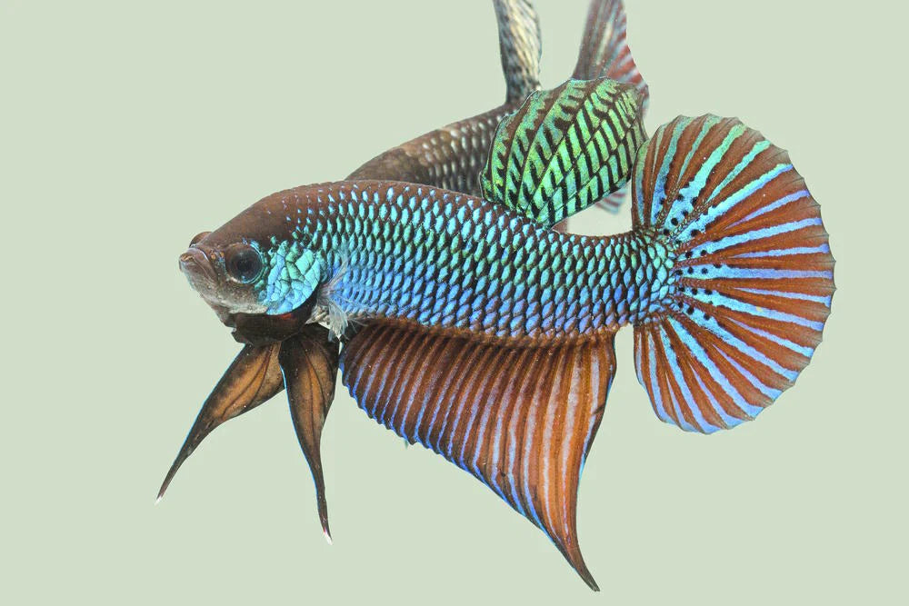 Wild bettas Type (Male) BETTA Danaqua Live Fish & More