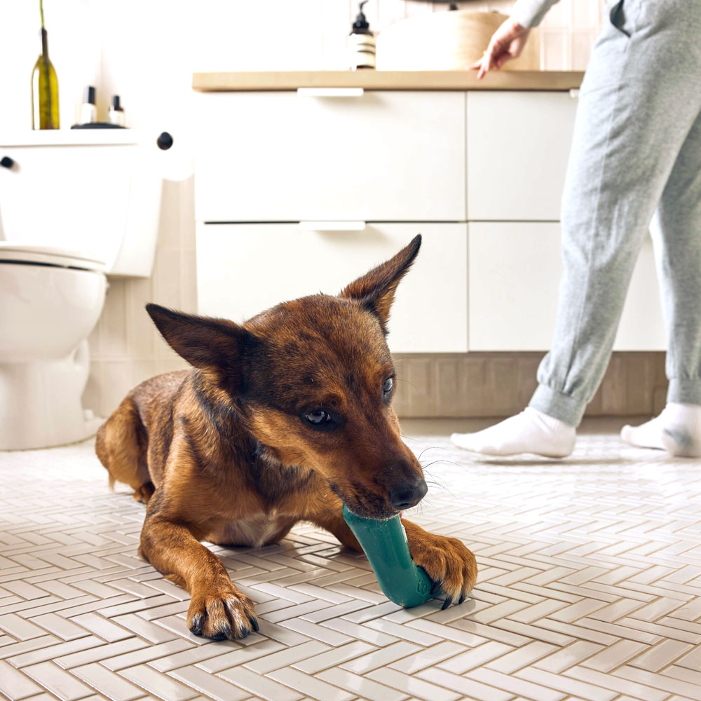 a brown dog in a bathroom eating a treat from the “v” shaped holder