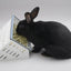 The Open Air Hay Feeder Hay feeder Bunny Business