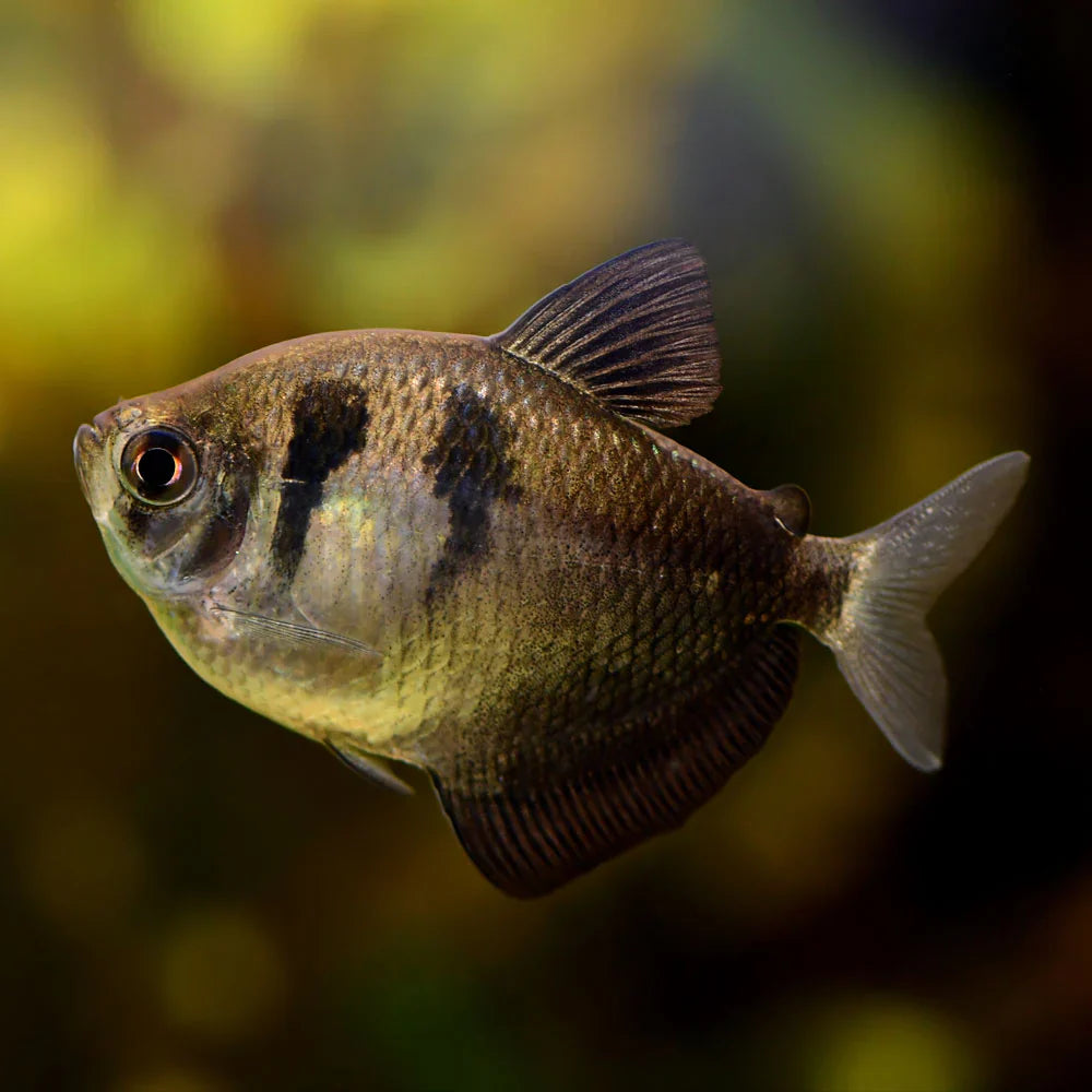 Black Tetra PACK OF 6 TETRA Danaqua Live Fish & More