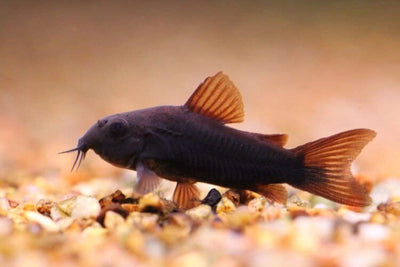 Black Venezuela Cory Catfish (Corydoras schultzei), Tank-Bred CORY Danaqua Live Fish & More