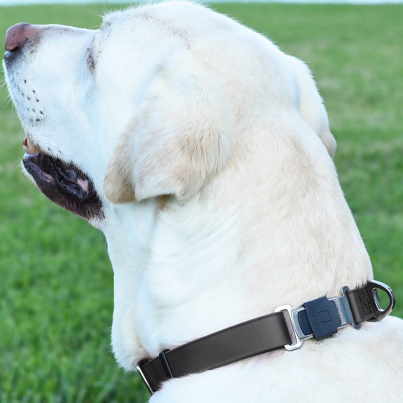 Herm Sprenger - ClicLock Safety Fastener for Flat-Style Collars - Stainless Steel Dog Training Collar Dogline