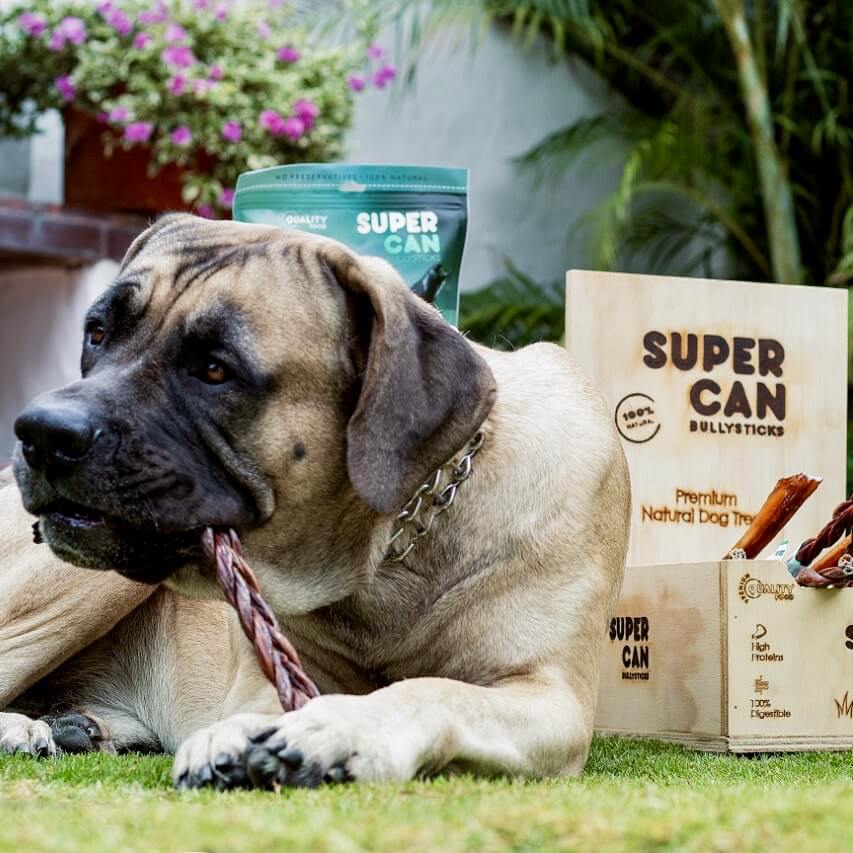 6" Braided Bully Sticks (10-Pack) SuperCan Bully Sticks