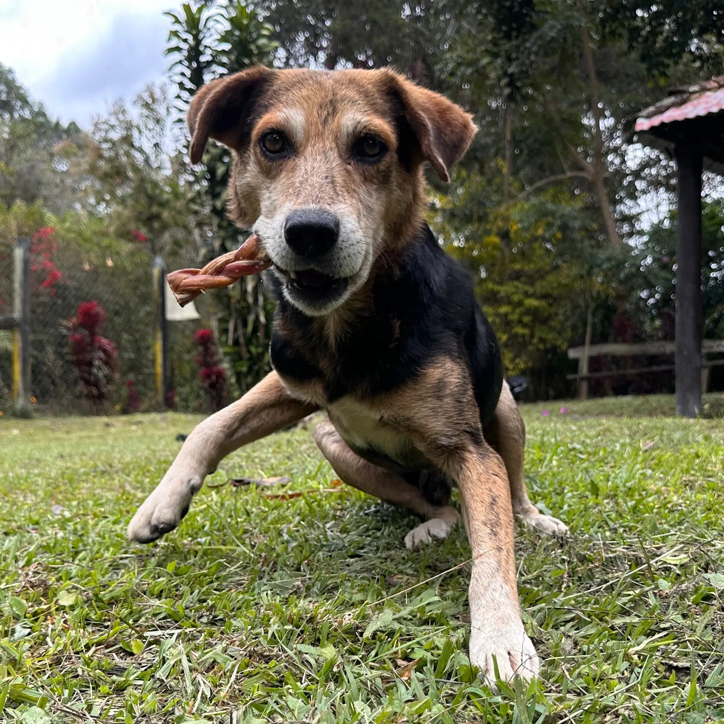 6" Braided Bully Sticks SuperCan Bully Sticks