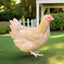 Buff Orpington Chicks – Buy 10 + 5 Bonus Free (15 All-Female, Shipping Included) May 27th Az Chickens