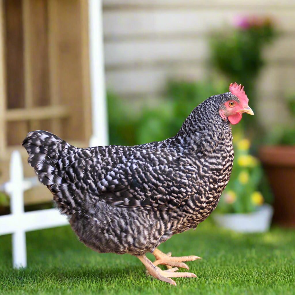 Barred Rock Chicks – Buy 10 + 5 Bonus Free (15 All-Female, Shipping Included) Az Chickens