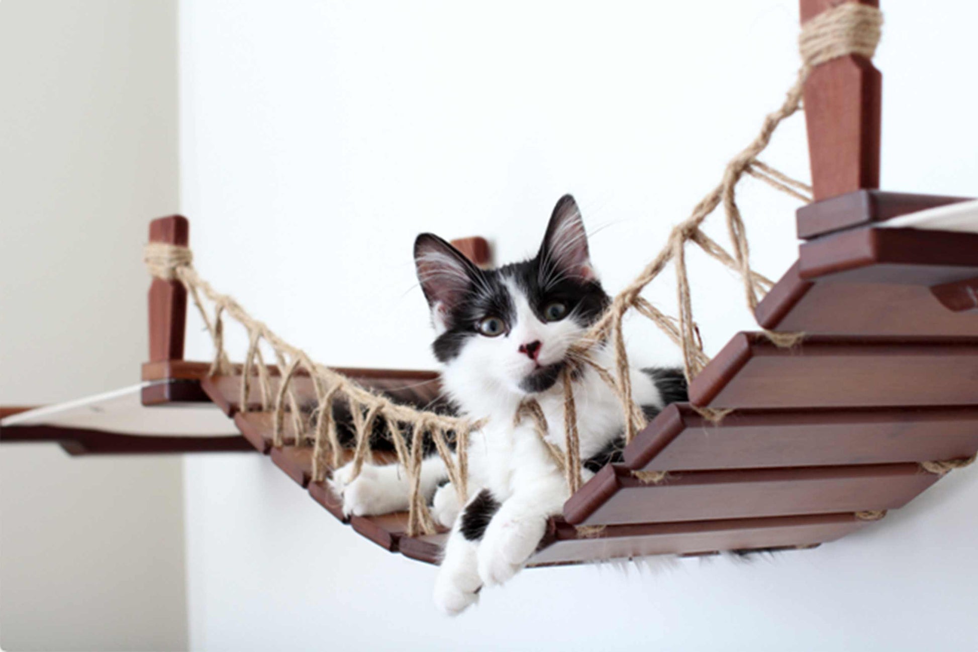 Double Cat Hammock and Climbing Bridge Combo Cat Bridge Catastrophic Creations