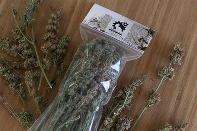 Catnip Buds - Dried & Organic Catastrophic Creations