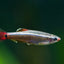 White Cloud Minnow TETRA Danaqua Live Fish & More