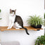 Cat Plant Stand for Wall Natural Bamboo 34" Slotted Shelf Cat shelves/bed Catastrophic Creations