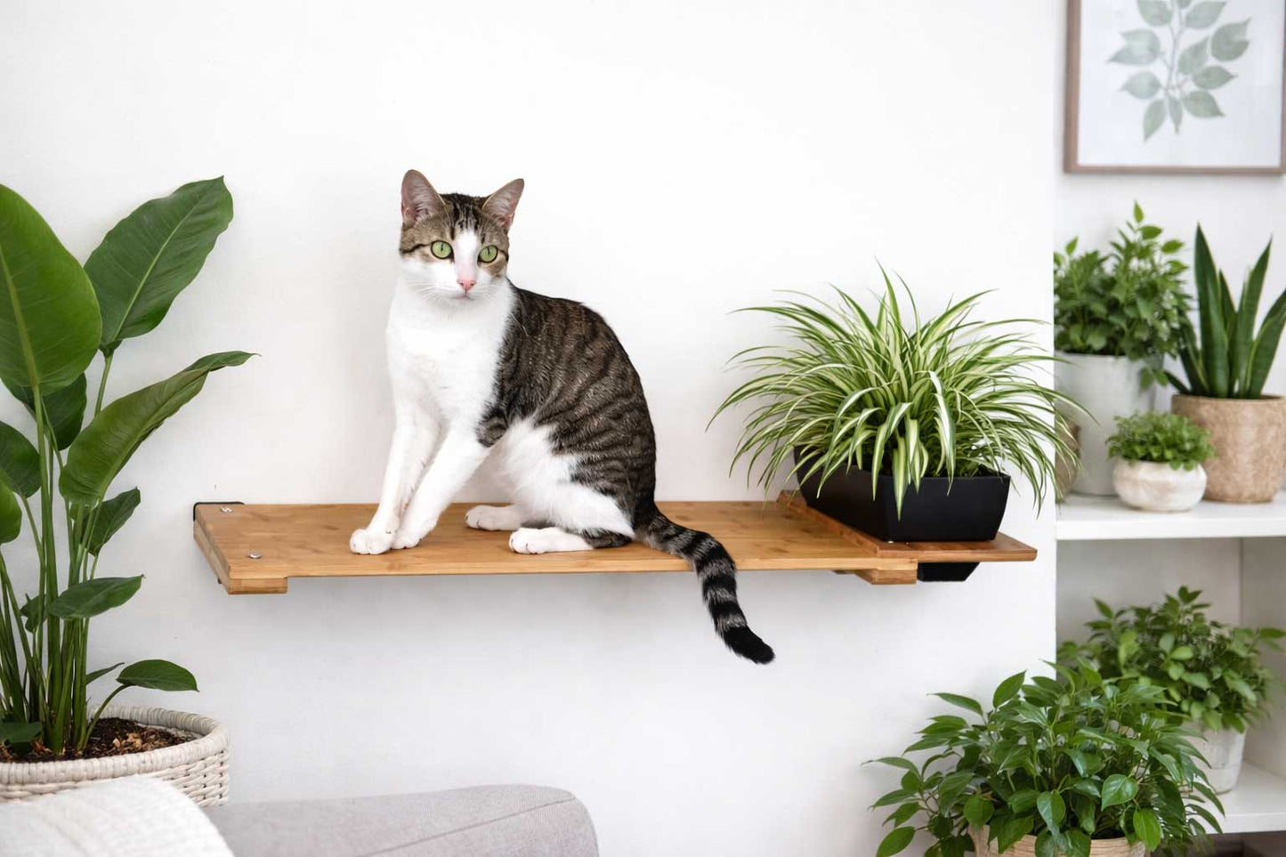 Cat Plant Stand for Wall Natural Bamboo 34" Slotted Shelf Cat shelves/bed Catastrophic Creations