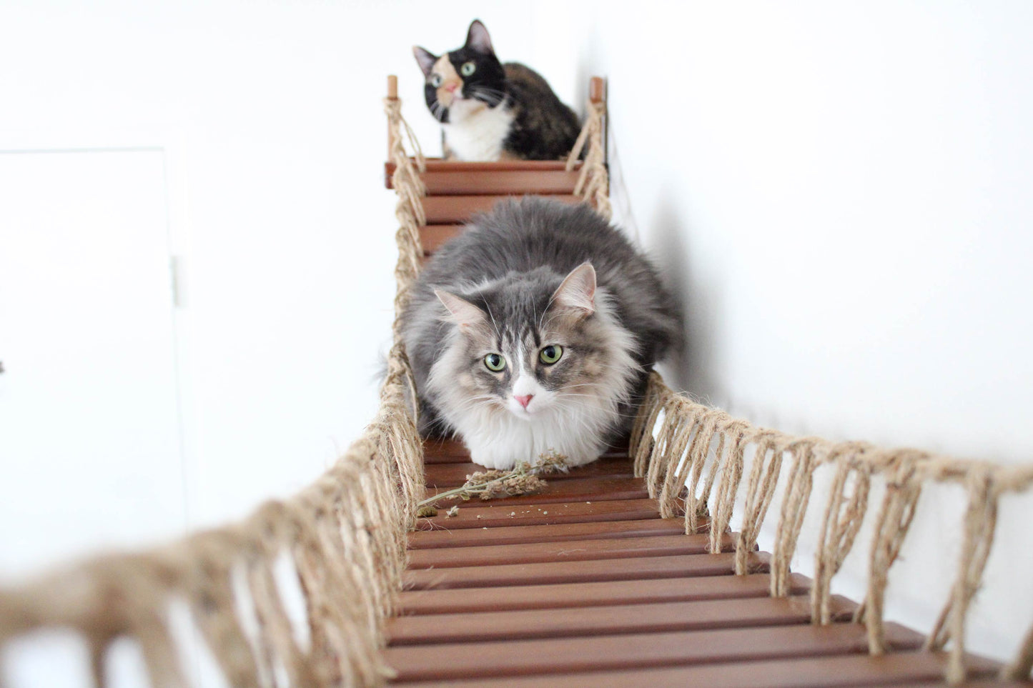 Double Cat Hammock and Climbing Bridge Combo Cat Bridge Catastrophic Creations
