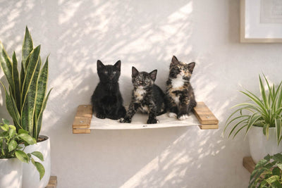 Hanging Cat Bed Hammock Cat Hammock Catastrophic Creations