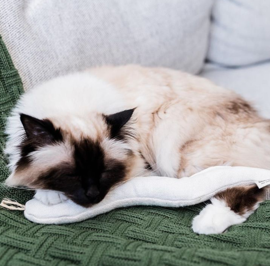 Boba & Vespa Snake Toy for Cats in Cotton with Buckwheat Crinkles and Organic Catnip Cat Toys The Kind Pet