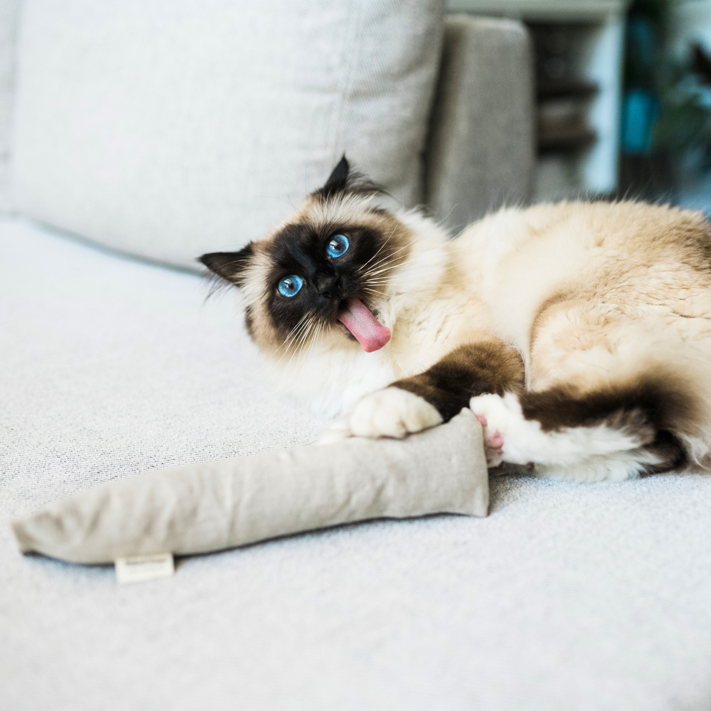 Boba & Vespa Cat Kicker Toy for Bunny Kicks - DOGS love it too! Cat Kickers The Kind Pet