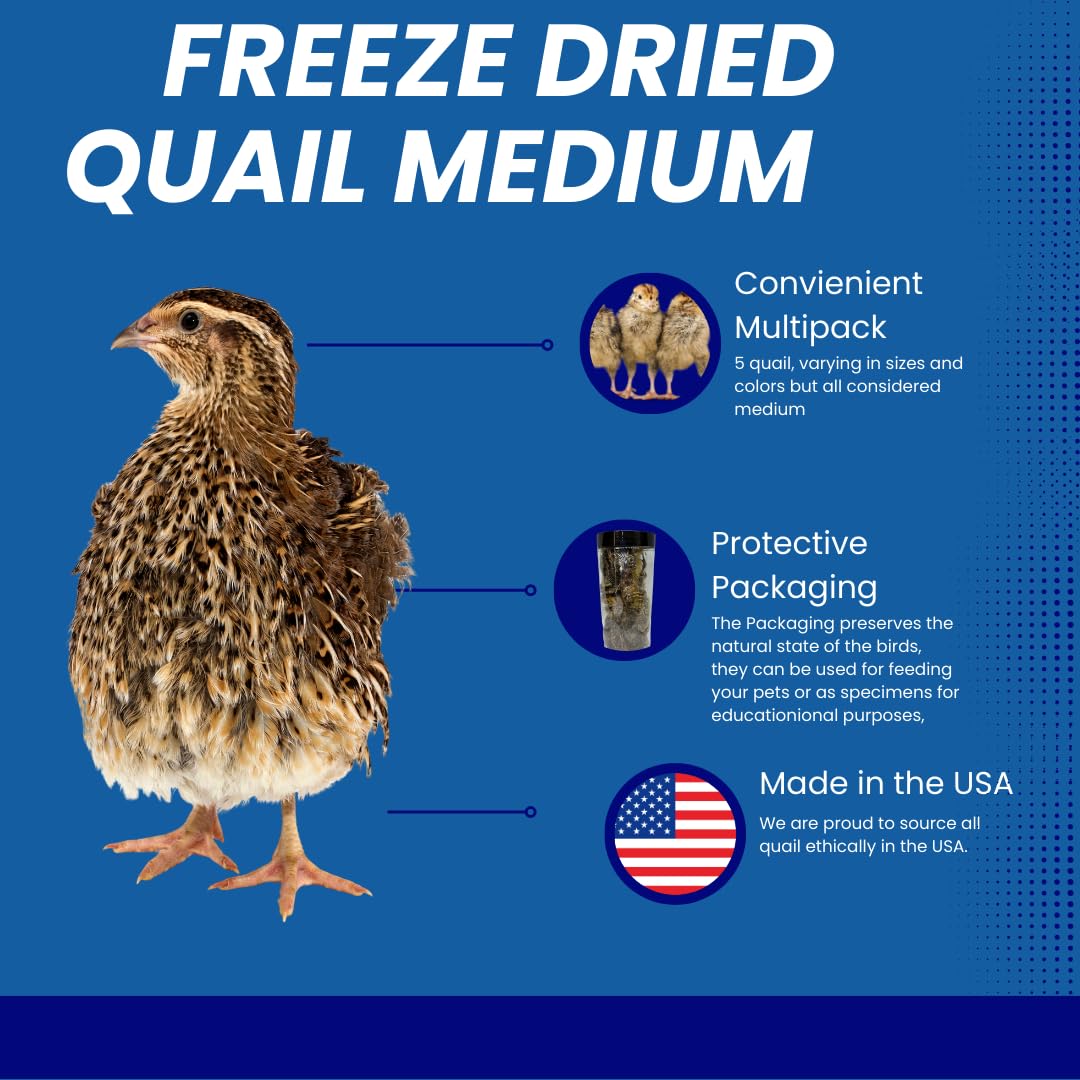 Whole Quail Chick for Carnivore Pets - Natural Prey Feeding - Quality Protein Source Medium Size Chicks 5 Count Quailz.com by Undique LLC