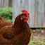 Rhode Island Red Chicks – Buy 10 + 5 Bonus Free (15 All-Female, Shipping Included) May 27th Az Chickens