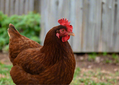 Rhode Island Red Chicks – Buy 10 + 5 Bonus Free (15 All-Female, Shipping Included) December 9th Az Chickens