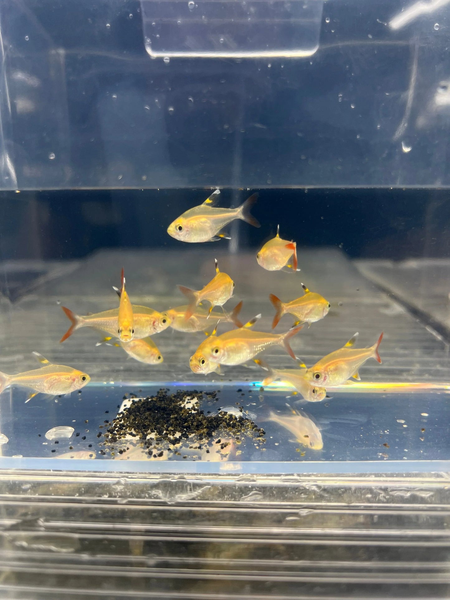 Pristella Golden Tetra PACK OF 6 TETRA Danaqua Live Fish & More