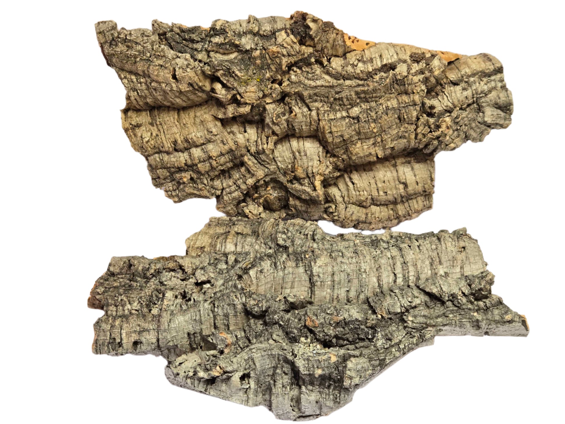 Cork Bark Shield Wall Exotics