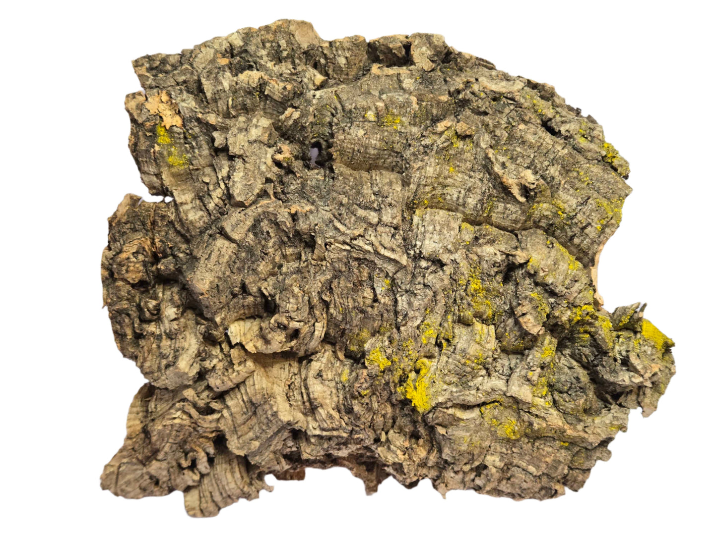 Cork Bark Large (7-12") Shield Wall Exotics