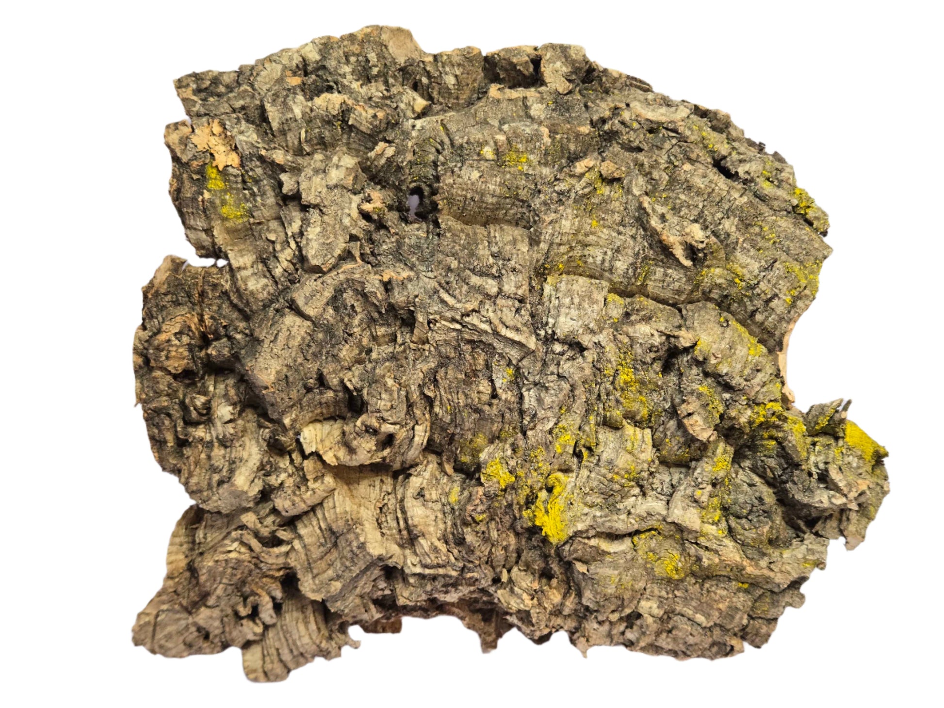 Cork Bark Large (7-12") Shield Wall Exotics