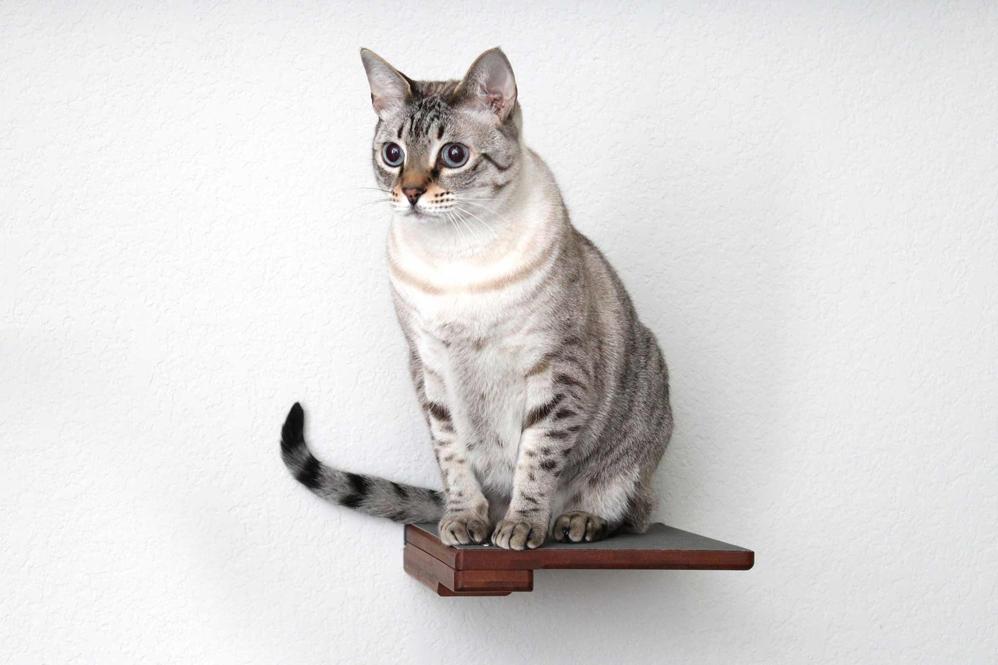 Cat Climbing Shelf Cat shelves/bed Catastrophic Creations