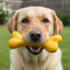PUP-X Rubber Bone Dog Toy - Durable, Floats, Chew Toy for Large Dogs | USA Rubber Dog Toys SodaPup/True Dogs, LLC