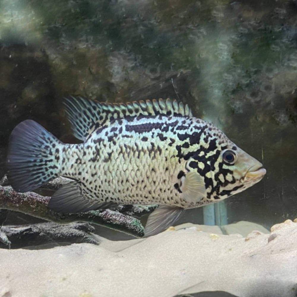Cuban Cichlid (Nandopsis tetracanthus) AMERICAN CICHLID Danaqua Live Fish & More