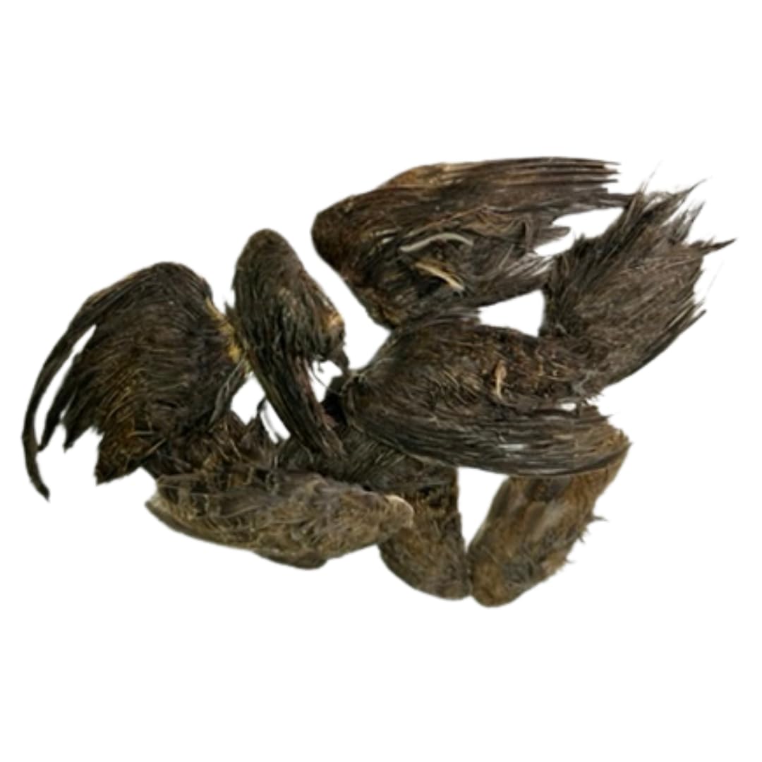 Undique Quail Wings for Dog Training, Small (10 Count) Default Title Pet Quailz.com by Undique LLC