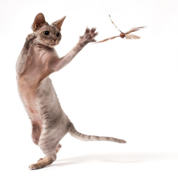 Image of a cat pawing at a toy with three brown feathers. 