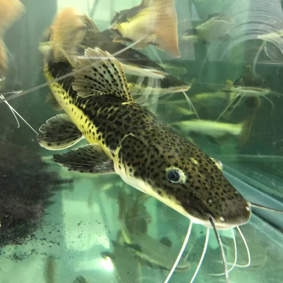 Tiger Shovelnose Hybrid Catfish CATFISH Danaqua Live Fish & More